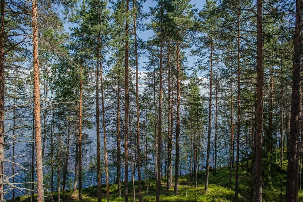Гостевой комплекс Сямозерье: главное фото 1