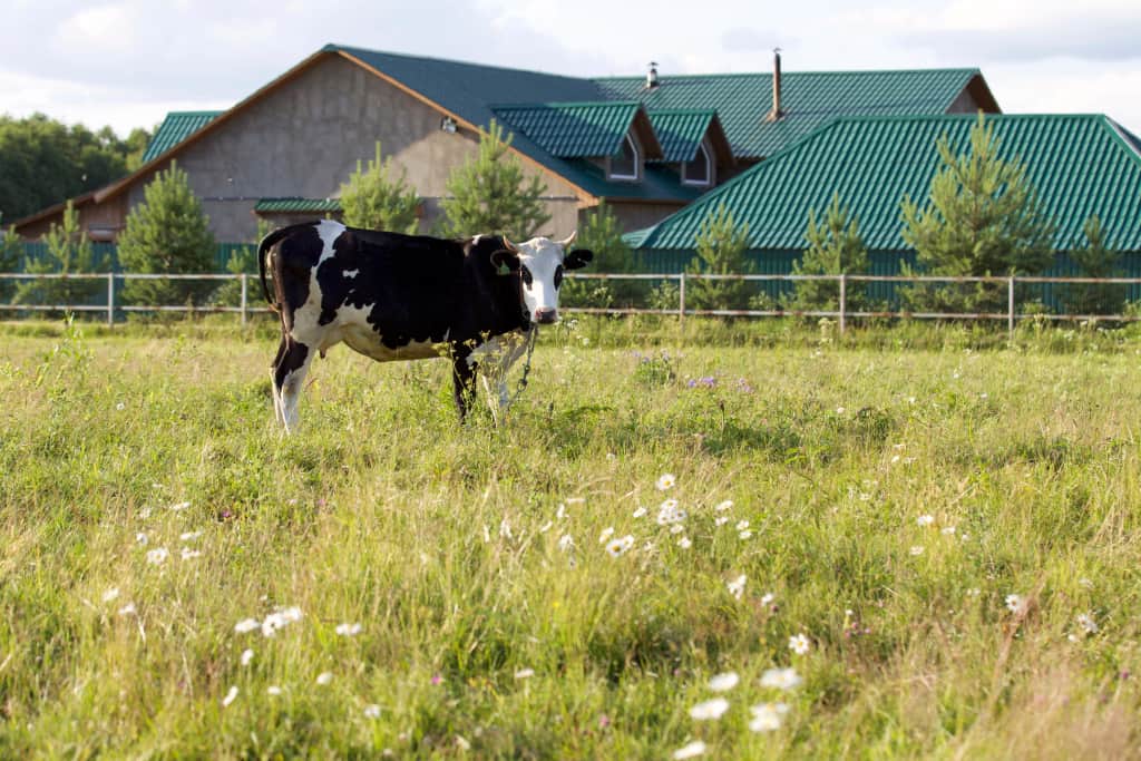 Гостевой Дом El Rancho: фото 2