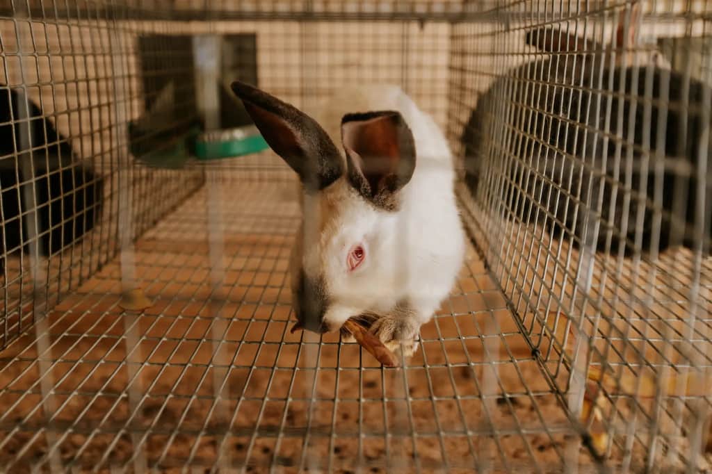 База отдыха Агротуристический комплекс Эль Ранчо: фото 3