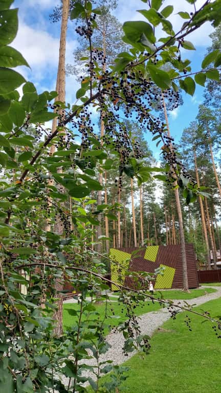 Wood Park (ex. Shishka Hotel): фото 3