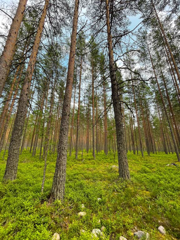 База Отдыха Мыс Вуокса: фото 3