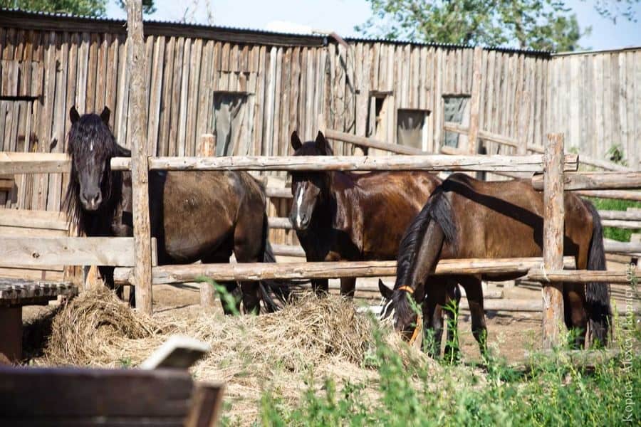 Загородный клуб Летучая рыба: фото 2