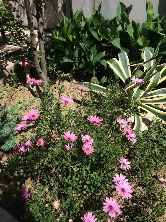 Alexandra Guest house: фото 5