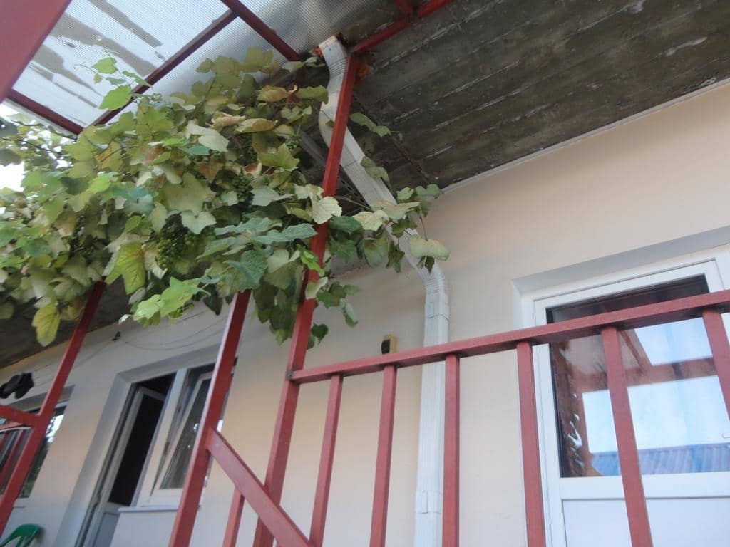 Alice Guest House: фото 7
