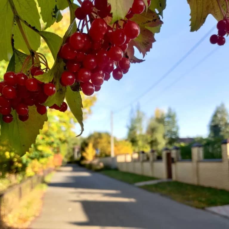 Башня в Царицыно: фото 4