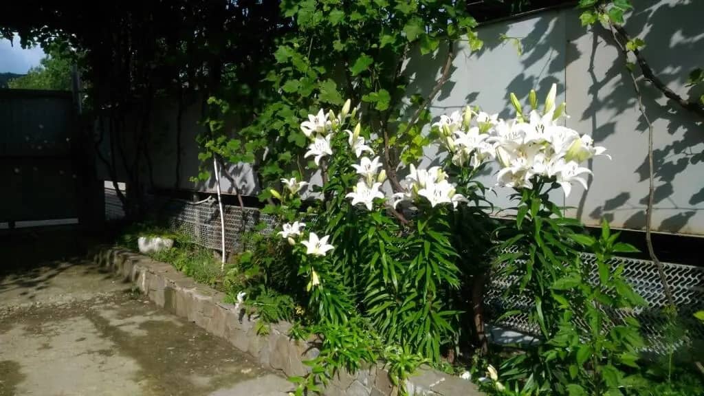 Gostevoy dvor 300 metrov ot morya: фото 7