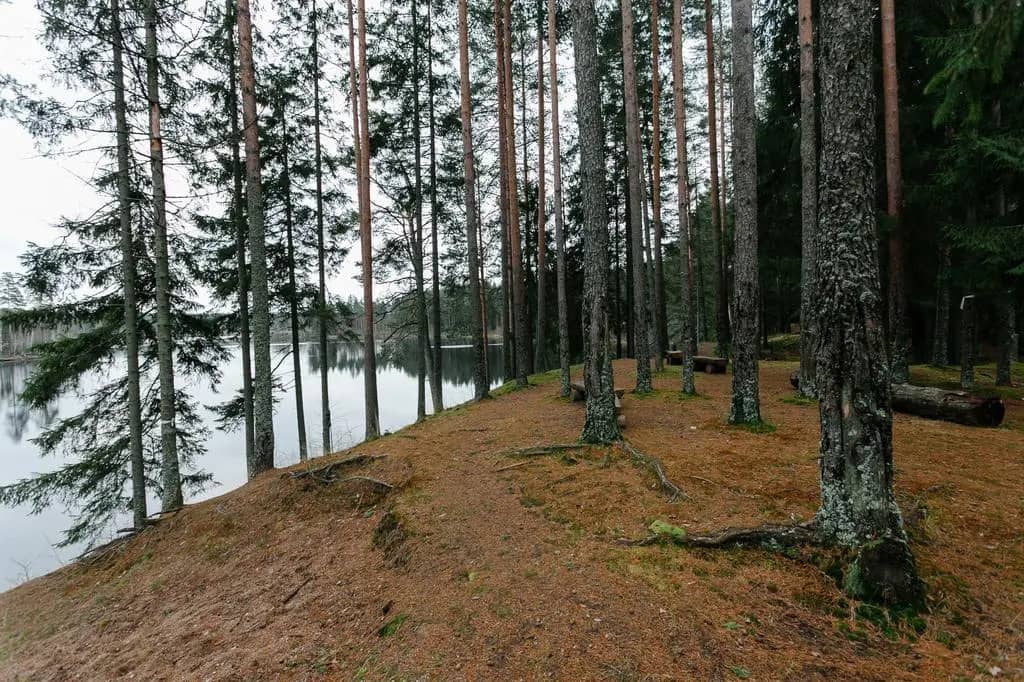 База отдыха Лесная Обитель: фото 5