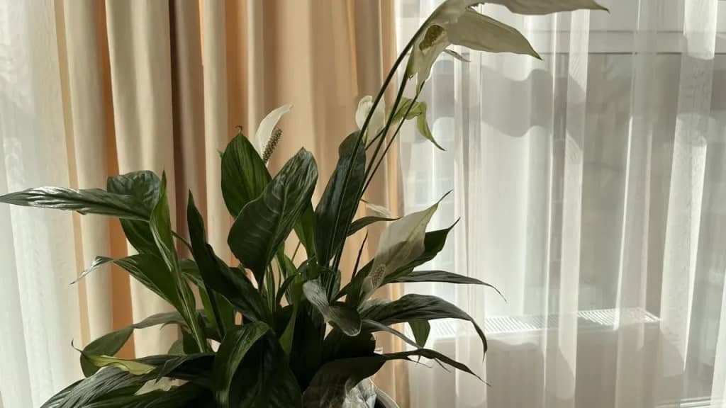 Апартаменты Moments House Нео-Классика: фото 6
