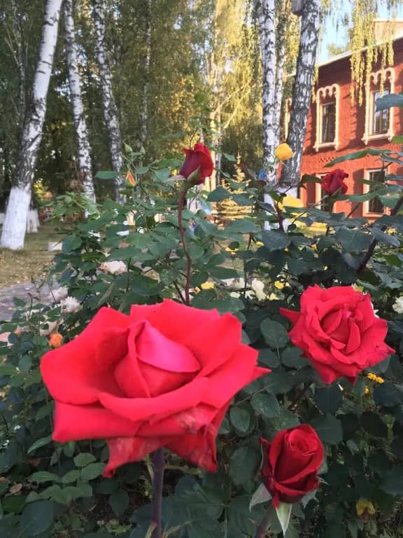 Гостевой дом Иерусалимская: фото 5