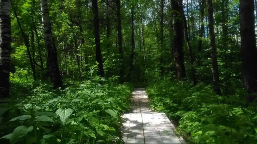 Гостевой дом Сосновая аллея в Дядькино: фото 5