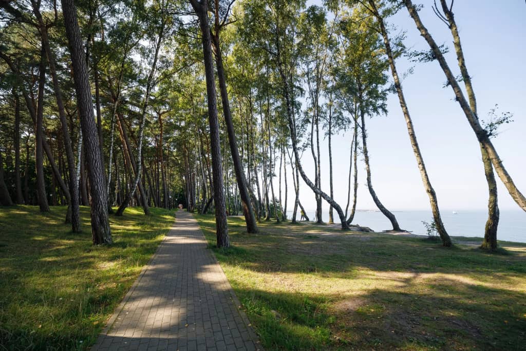 Квартира для Всей Семьи у Моря в Пионерском: фото 4