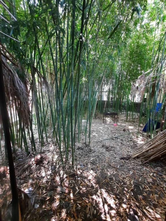 Частный дом Bamboo Garden: фото 6