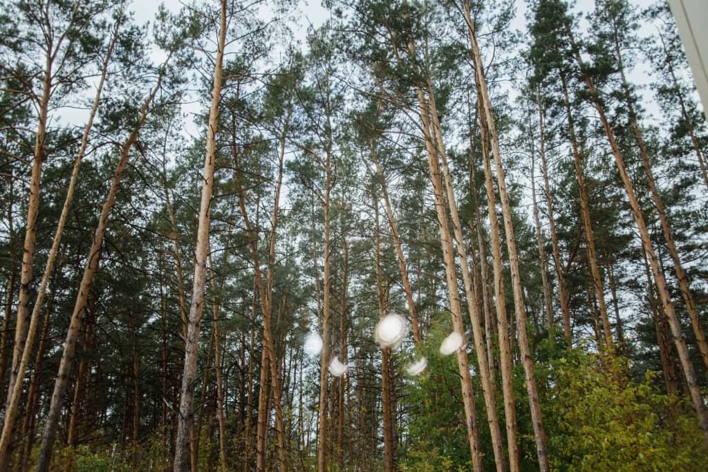 Квартира с окнами на лес 2: фото 5
