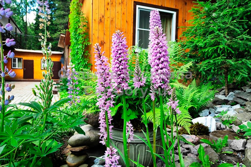 База отдыха Царь горы: фото 6