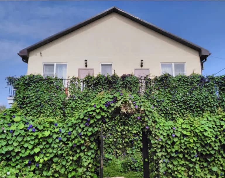 Provans Guest House: фото 7