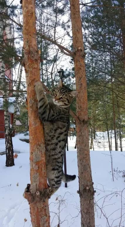 Гостевой дом Сосновая аллея в Дядькино: фото 4
